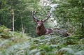  cerf 